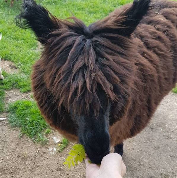 Westsyde Centennial Park and Little Farmer's Petting Zoo & Exotic Birds