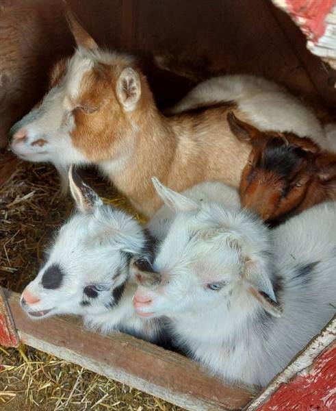 Westsyde Centennial Park and Little Farmer's Petting Zoo & Exotic Birds