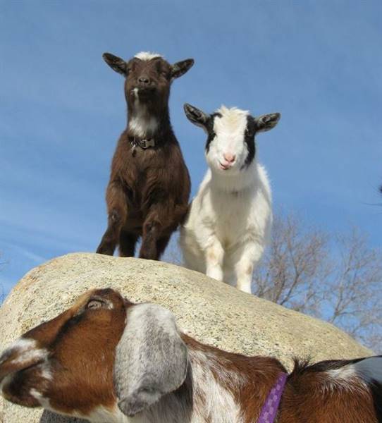 Westsyde Centennial Park and Little Farmer's Petting Zoo & Exotic Birds