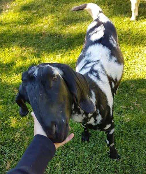 Westsyde Centennial Park and Little Farmer's Petting Zoo & Exotic Birds