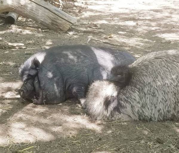 Westsyde Centennial Park and Little Farmer's Petting Zoo & Exotic Birds