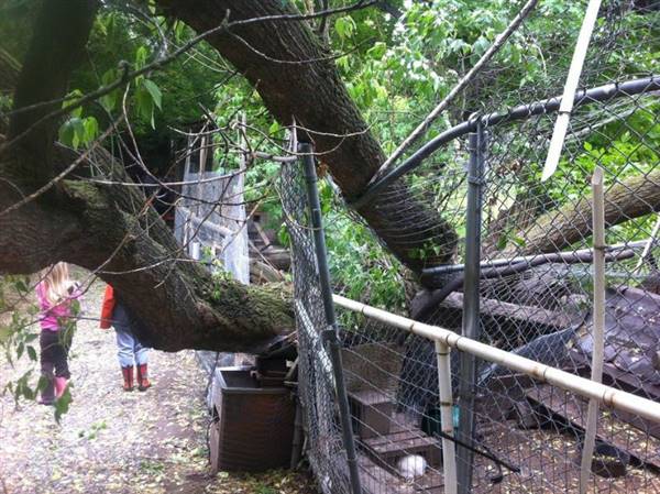 Westsyde Centennial Park and Little Farmer's Petting Zoo & Exotic Birds