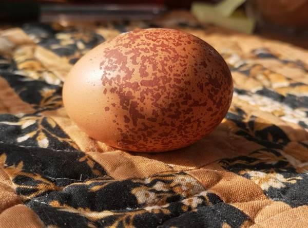 Westsyde Centennial Park and Little Farmer's Petting Zoo & Exotic Birds