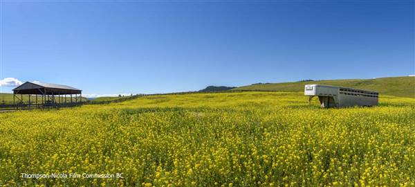 Highway 5A Kamloops-Merritt 098 - Knutsford Grasslands