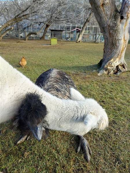 Westsyde Centennial Park and Little Farmer's Petting Zoo & Exotic Birds