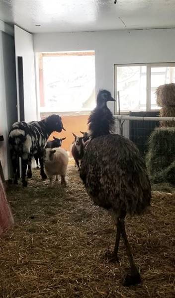 Westsyde Centennial Park and Little Farmer's Petting Zoo & Exotic Birds