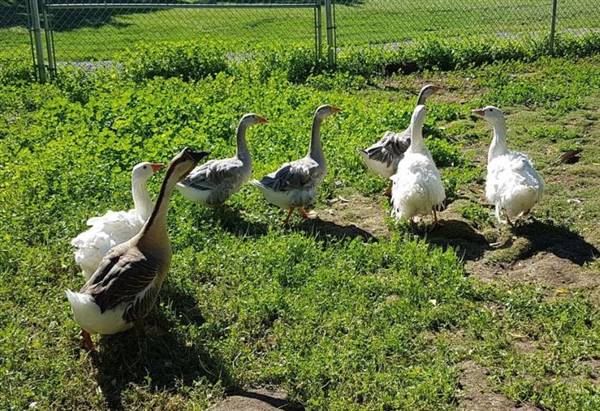Westsyde Centennial Park and Little Farmer's Petting Zoo & Exotic Birds