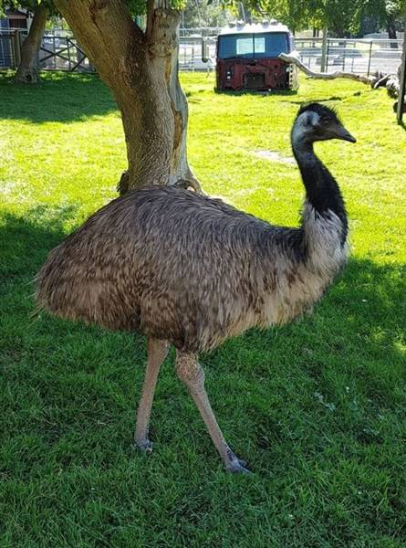 Westsyde Centennial Park and Little Farmer's Petting Zoo & Exotic Birds