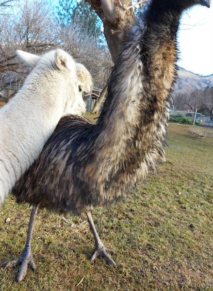 Westsyde Centennial Park and Little Farmer's Petting Zoo & Exotic Birds