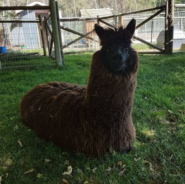 Westsyde Centennial Park and Little Farmer's Petting Zoo & Exotic Birds