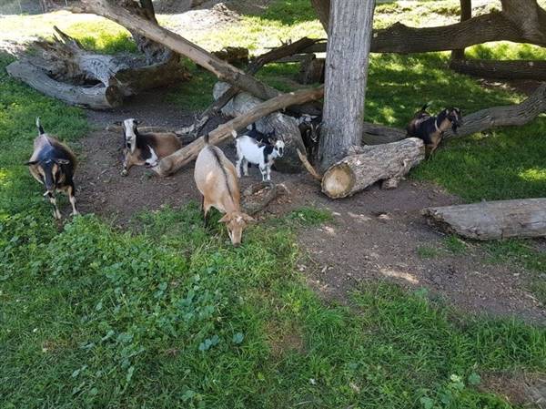 Westsyde Centennial Park and Little Farmer's Petting Zoo & Exotic Birds