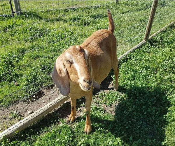 Westsyde Centennial Park and Little Farmer's Petting Zoo & Exotic Birds