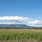CORN FIELDS