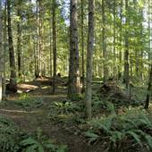Forest at John Hart Lake