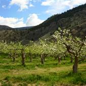 Hilltop Gardens Orchard SPRING