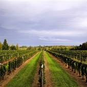 Coastal Black Winery