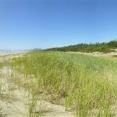 Wickaninnish Beach Sand Dunes (Pacific Rim Natl Park)