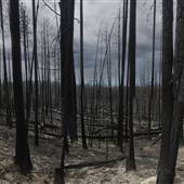 BURNED FOREST  ( THOMAS CRK FIRE OK FALLS )