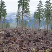 Loon Lake Clear Cut
