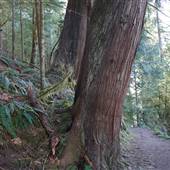Elk Falls Provincial Park - Riverside Loop Trail