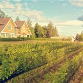 DEVINE Vineyards