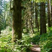 Norma's Loop - Beaver Lodge Lands