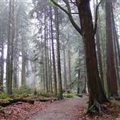 Stanley Park - Thompson and Meadow Trails (Old Growth)