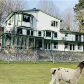 Millstream Miniature Llama Farm