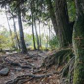 Top Bridge Park Trail