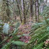 Sayward Fern Forest