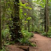 Arbutus Woods