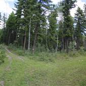Westsyde Road 5 Km Trail - Fork in the Road