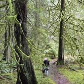 Wildwood Ecoforest