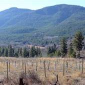 Cold Water Ranch Vineyard