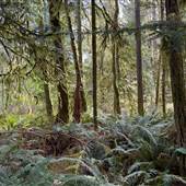 Nile Creek Trail