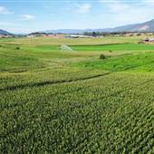 CORNFIELDS