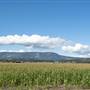 CORN FIELDS