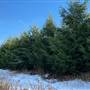 GILL TREE FARM