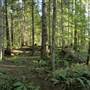 Forest at John Hart Lake