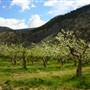 Hilltop Gardens Orchard SPRING