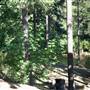 Englishman River Motel