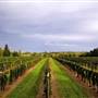 Coastal Black Winery