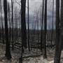 BURNED FOREST  ( THOMAS CRK FIRE OK FALLS )