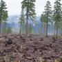 Loon Lake Clear Cut