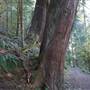 Elk Falls Provincial Park - Riverside Loop Trail