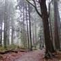 Stanley Park - Thompson and Meadow Trails (Old Growth)