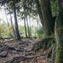 Top Bridge Park Trail