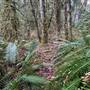 Sayward Fern Forest