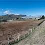 Shamrock Wellness Ranch