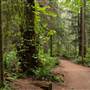 Arbutus Woods